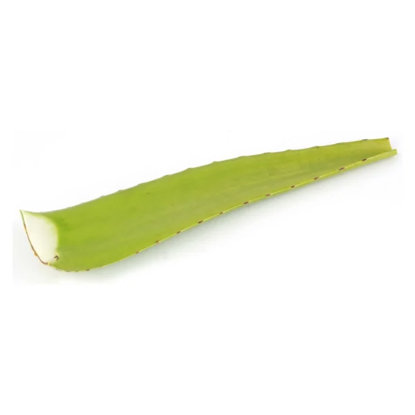 4b40f00c-0652-4046-802a-620f2a241d33_size3840_cropCenter Aloe Vera Leaves Indonesia 1 pc