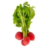 bc3d749c-2dfb-40af-bea0-fe6e89e0db04_size3840_cropCenter Radish Leaves 1 Bunch