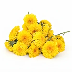 Yellow Sevanthi / Chrysanthemum flowers 250 g