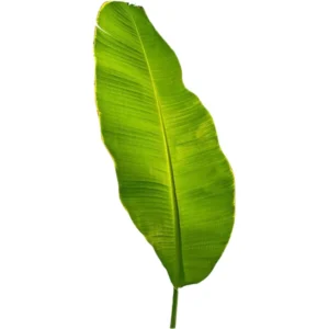Fresh Banana Leaf 1(Pack)